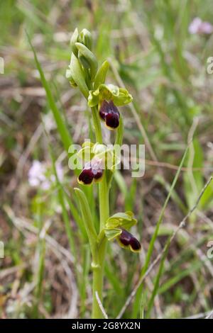 Ophrys fusca brown and red inflorescence Stock Photo