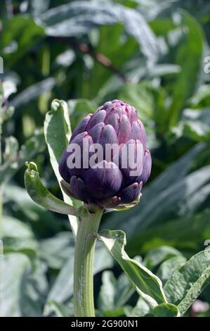 Purple Cynara cardunculus (Globe artichoke) Flower Bud grown in the Vegetable Garden at RHS Garden Harlow Carr, Harrogate, Yorkshire, England, UK. Stock Photo