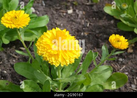 Calendula / RHS Gardening