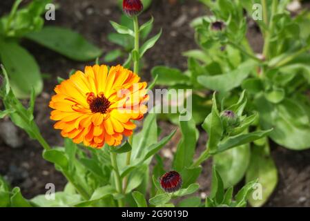 Yellow/Orange Calendula officinalis (Pot/Common/Scotch) Marigold Daisy Flower in the Borders at RHS Garden Harlow Carr, Harrogate, Yorkshire, England. Stock Photo