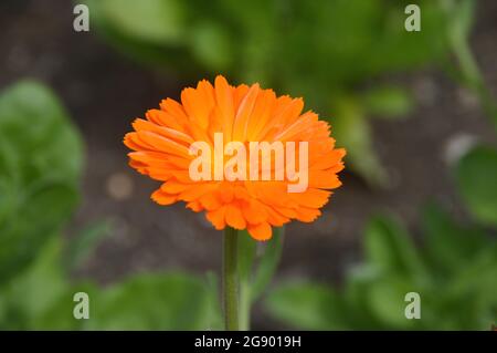 Single Orange Calendula officinalis 'Indian Prince' (Pot/Common/Scotch) Marigold Daisy Flower in the Borders at RHS Garden Harlow Carr, Harrogate. Stock Photo