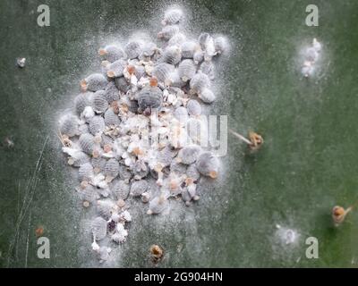 Cochineal louse or cochineal (Dactylopius coccus) on a cactus lea Stock Photo