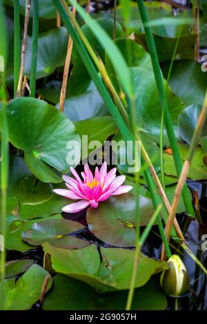 Fresh pink water lily floating in pond Stock Photo