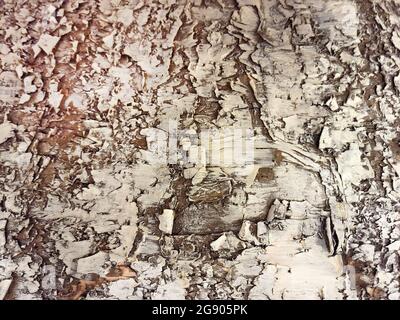 Close up of old birch tree bark Stock Photo