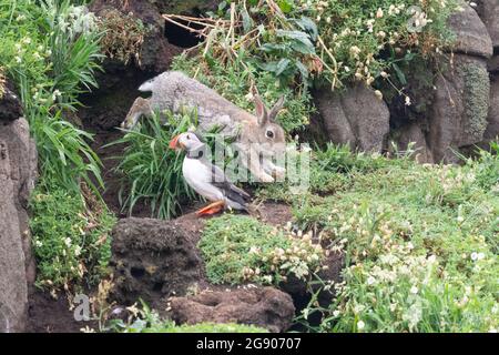 Rabbit and puffin on the Isle of May, Fife, Scotland, UK - an example of commensalism - puffins use disused rabbit burrows Stock Photo