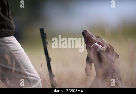 Ragley Hall, Warwick, Warwickshire, UK. 23rd July, 2021. The Game Fair Exhibition Show; Ben Barrett of Scotland and his dog Aytee Kalimar during the Hunt Point Retrieve HPR International competition Credit: Action Plus Sports/Alamy Live News Stock Photo