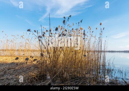 Group of dried rushes in the early springtime growing near the lake. Forest on the other side of the lake. Blue, cloudy sky. Imielin, Silesia, Poland. Stock Photo