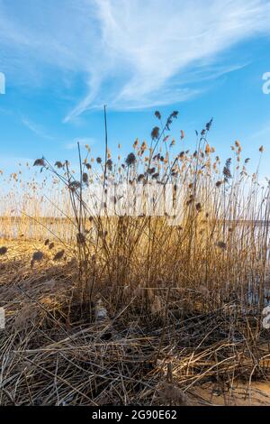 Group of dried rushes in the early springtime growing near the lake. Forest on the other side of the lake. Blue, cloudy sky. Imielin, Silesia, Poland. Stock Photo