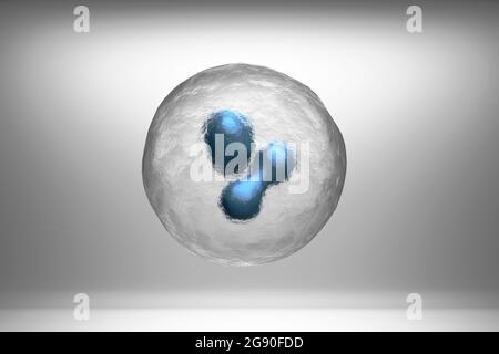 Three dimensional render of two cells dividing via mitosis process Stock Photo
