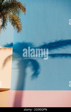Shadow of palm tree on blue and pink wall Stock Photo