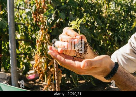 Young man holding tomato plant in garden during sunny day Stock Photo