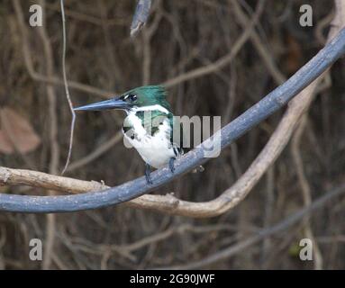 Closeup of green Amazon Kingfisher (Chloroceryle amazona) sitting on branch Pampas del Yacuma, Bolivia.