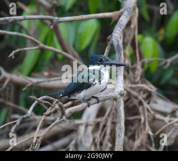 Closeup portrait of green Amazon Kingfisher (Chloroceryle amazona) sitting on branch Pampas del Yacuma, Bolivia.