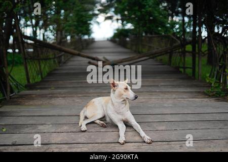 July 18, 2021, Cox's Bazar, Bangladesh: A dog lies on a walk way of a private beach Which is stuck with bamboo fence as all the tourist spots remain closed due to a nationwide lockdown at sugondha point in Cox's Bazar tourist spot.Covid-19 coronavirus lockdown has brought the country's most visited tourism spot to a knee. (Credit Image: © Sultan Mahmud Mukut/SOPA Images via ZUMA Press Wire) Stock Photo