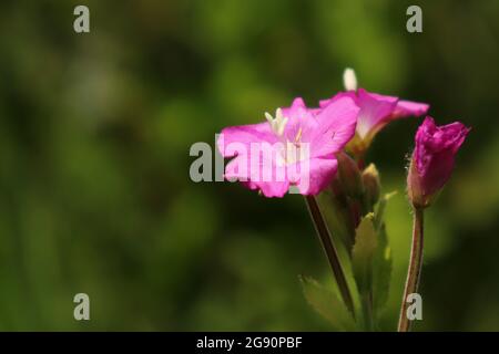 Macro photograph of tiny pink flower Stock Photo