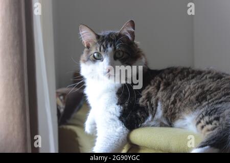 Cat relaxing on couch with sun on his face Stock Photo