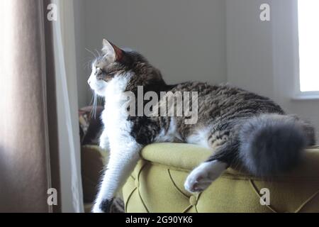 Cat relaxing on couch with sun on his face Stock Photo