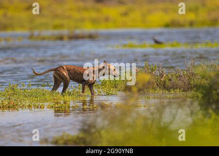 A dog walks and swims among vegetation exploring the saltwater wetland from the sea at the Ramsar site, lagoon and La Cruz estuary in Kino viejo, Sono Stock Photo