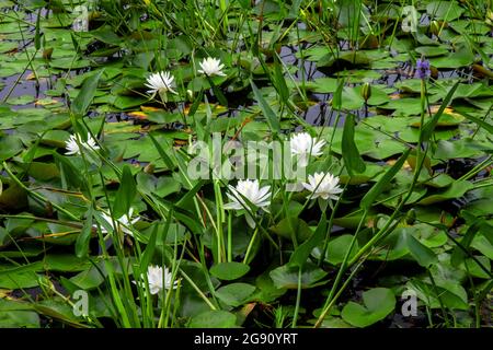 White Water-lily growing the shoreline of Promised Land Lake in Pennsylvania's Pocono Mountains. Stock Photo