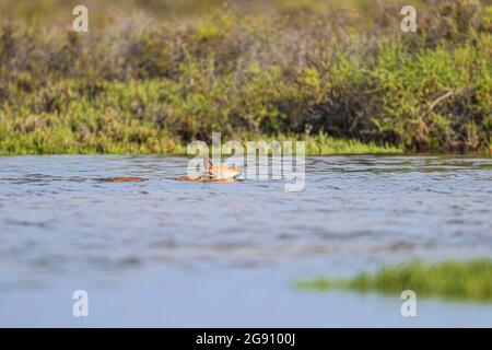 A dog walks and swims among vegetation exploring the saltwater wetland from the sea at the Ramsar site, lagoon and La Cruz estuary in Kino viejo, Sono Stock Photo