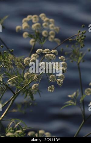 Cicuta virosa, Cowbane.  White flowers of an umbrella plant on the background of a blue wavy surface of the lake. Stock Photo