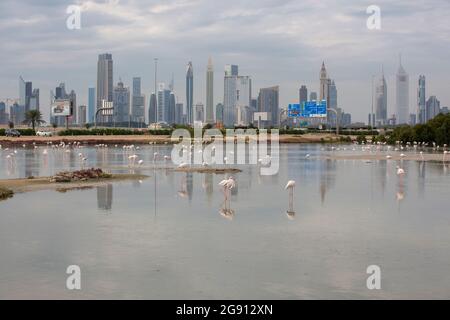 Greater Flamingos (Phoenicopterus roseus) at the Ras Al Khor wetlands reserve with the  skyscrapers of downtown Dubai reflecting in the water. Dubai, Stock Photo