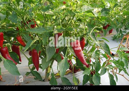 red jalapeno peppers growing on a plant in California , USA Stock Photo