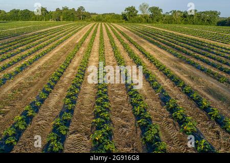 Agricultural Field of Squash pollinated by honeybees, Barwick, Georgia Stock Photo