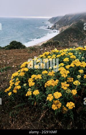 Yellow Flowers Blooming Next to Cliffside on Cloudy Day at Point Reyes Stock Photo