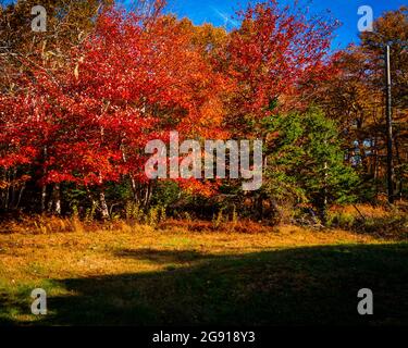colourful treeline at he edge of an abandoned fieild Stock Photo