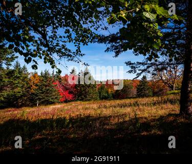 the treeline at the edge of a field changing colours Stock Photo