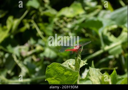 There is a big red Dragonfly (grasshopper) sitting on the bud of a pumpkin tree. Stock Photo