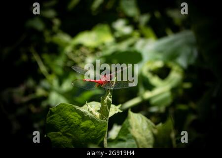 There is a big red Dragonfly (grasshopper) sitting on the bud of a pumpkin tree. Stock Photo