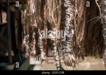 The wet jute is being dried in rows. After the jute is dried he is wrapped. Stock Photo