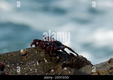 Red Rock Crab sitting in some breakers just aside Baja de las Roques at the very northwest of La Gomera in the Canary Islands. Stock Photo