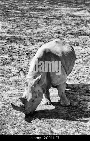 Rugged like dried mud - aged white rhino on arid land in Australian Great Western plain town DUbbo - black white contrast view. Stock Photo