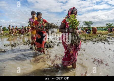 Kolkata, India. 22nd July, 2021. Women are carrying mangrove saplings from a nursery which will be planted in South 24pgs.After cyclone 'Yaas' flooded Sundarbans, damaging nearly 100kms of embankments and million dollars worth of crops, West Bengal government has decided to plant 150 million saplings of mangrove in three districts under The MGNREGA scheme (National Rural Employment Guarantee Act, 2005) to protect the regions from future cyclones and floods. (Photo by Avijit Ghosh/SOPA Images/Sipa USA) Credit: Sipa USA/Alamy Live News Stock Photo
