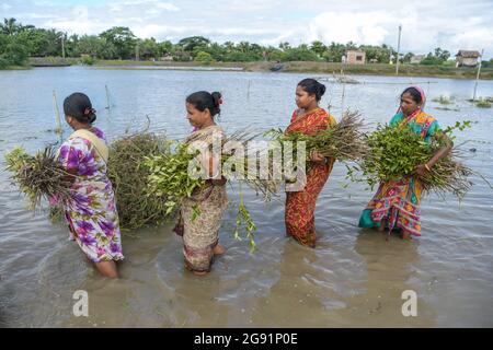 Kolkata, India. 22nd July, 2021. Women are carrying mangrove saplings from a nursery which will be planted in South 24pgs.After cyclone 'Yaas' flooded Sundarbans, damaging nearly 100kms of embankments and million dollars worth of crops, West Bengal government has decided to plant 150 million saplings of mangrove in three districts under The MGNREGA scheme (National Rural Employment Guarantee Act, 2005) to protect the regions from future cyclones and floods. Credit: SOPA Images Limited/Alamy Live News Stock Photo