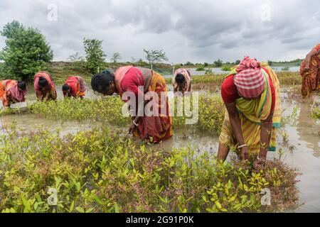 Kolkata, India. 22nd July, 2021. Women working at a mangrove nursery in a village of South 24 pgs.After cyclone 'Yaas' flooded Sundarbans, damaging nearly 100kms of embankments and million dollars worth of crops, West Bengal government has decided to plant 150 million saplings of mangrove in three districts under The MGNREGA scheme (National Rural Employment Guarantee Act, 2005) to protect the regions from future cyclones and floods. Credit: SOPA Images Limited/Alamy Live News Stock Photo