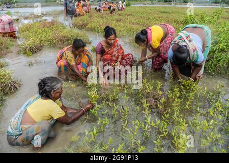 Kolkata, India. 22nd July, 2021. Women working at a mangrove nursery in a village of South 24 pgs.After cyclone 'Yaas' flooded Sundarbans, damaging nearly 100kms of embankments and million dollars worth of crops, West Bengal government has decided to plant 150 million saplings of mangrove in three districts under The MGNREGA scheme (National Rural Employment Guarantee Act, 2005) to protect the regions from future cyclones and floods. Credit: SOPA Images Limited/Alamy Live News Stock Photo