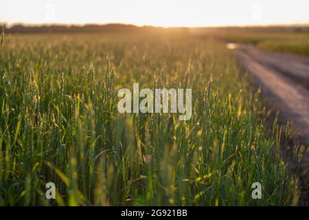 A road in the middle of a field with wheat leads to the sun, sunset.  Stock Photo