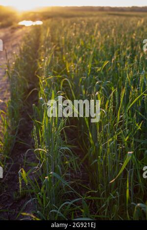 Ears of wheat or rye growing in the field at sunset.  Stock Photo