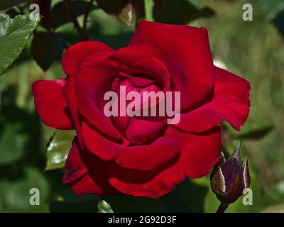 Close-up view of beautiful dark red colored rose flower (rosa) with green leaves beside vineyard in Baden-Württemberg, Germany. Stock Photo
