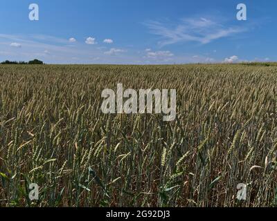 View over agricultural grain field with green and golden wheat plants (triticum aestivum) in summer season near Abstatt, Baden-Württemberg, Germany. Stock Photo