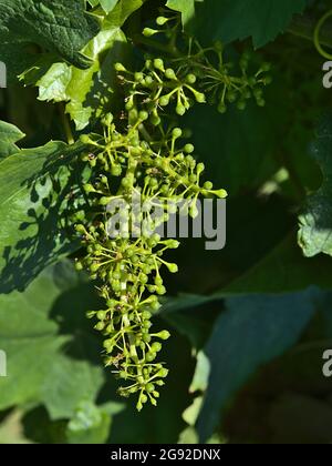 Closeup view of bunch of green colored young vine grapes on vineyard with leaves on sunny summer day with light and shadow near Beilstein, Germany. Stock Photo