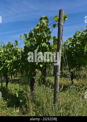 Vineyard with wooden pile and green vine plants (vitis vinifera) with young grapes and grass on sunny day in summer season near Beilstein, Germany. Stock Photo