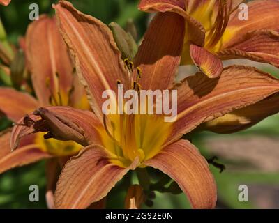 Closeup view of beautiful blooming lily (lilium) with orange and yellow textured flower heads and green leaves on sunny summer day.