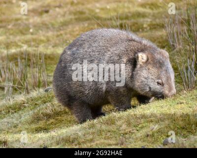 Cute adult marsupial wombat grazing in wilderness grassland in the sun near Cradle Mountain Lodge in Tasmania Stock Photo