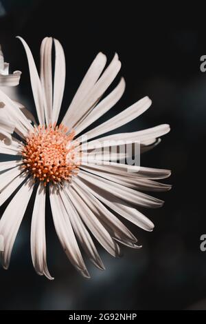 Symphyotrichum novae-angliae is a species of flowering plant in the daisy family (Asteraceae) commonly known as New England aster, hairy Michaelmas-da Stock Photo