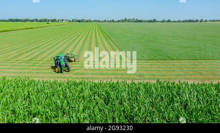 Above view, dolly move, on tractor as pulling grass cutting machinery over field of clover, cutting alfalfa in straight lines. Stock Photo